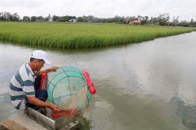 Trà Vinh shrimp farmers earn more from staggered breeding