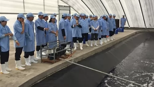 First breeding shrimp farm in Vietnam meets OIE standards