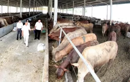 Cow breeding yields high income for farmers in Tiền Giang