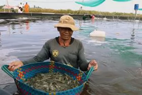 Kiên Giang widens efficient rice farming, aquaculture models