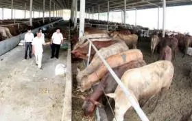 Cow breeding yields high income for farmers in Tiền Giang