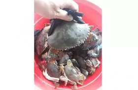 Trà Vinh Province expects mud crab output to increase this year