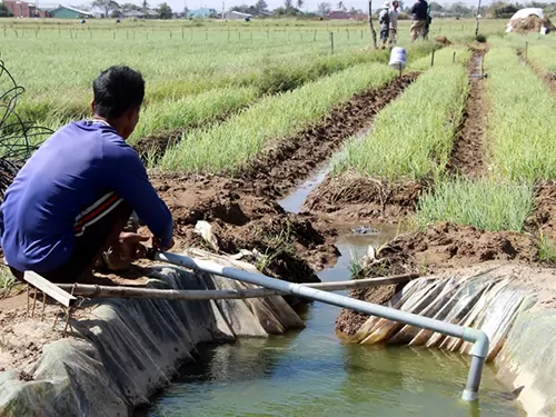 Mekong Delta’s main red onion growing area adopts new farming models