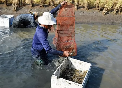 Mekong Delta farmers reap high profits from breeding giant river prawn