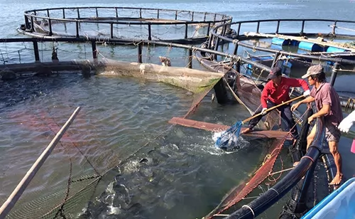 Farmers use advanced techniques to breed fish in cages