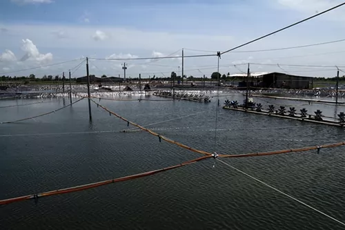 Kiên Giang farmers increase harvests of aquatic species