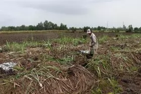 Mekong Delta sugarcane farmers switch en masse to other crops