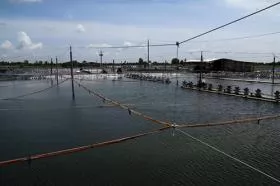 Kiên Giang farmers increase harvests of aquatic species