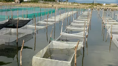 New sandfish farming model to be replicated