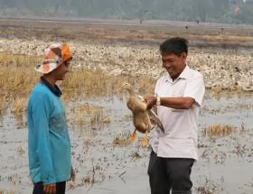 Vietnamese man makes fortune breeding ducks