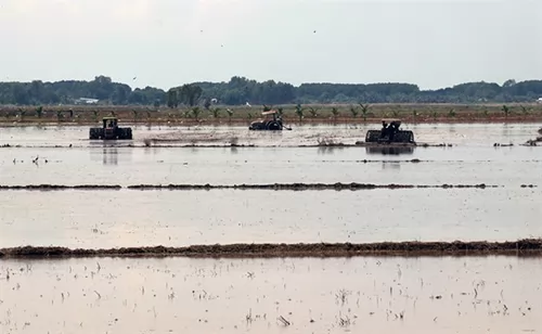 New farming models increase incomes in Kiên Giang