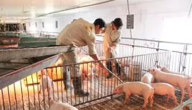 Hanoi: Provide pig farmers with support-at-highest-level and bail-out prevention