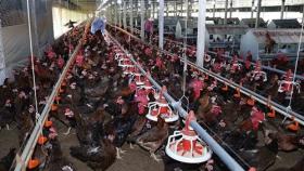 Vietnam promotes export of poultry products