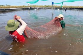 Kien Giang’s district expands two-stage industrial shrimp farming