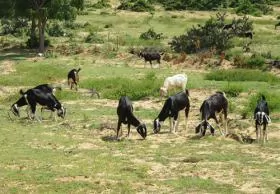 Ninh Thuận Province finds goat farming lucrative to expand