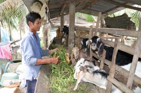 Goat breeding brings high incomes to farmers in Bến Tre