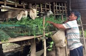 Trà Vinh farmers breed more goats that meet bio-safety standards