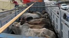 Vietnam beef imports soar, but cow breeding remains unprofitable