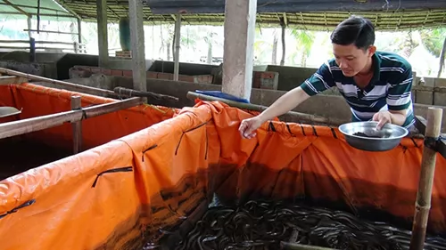 Super–intensive farming of white-legged shrimp brings high profits