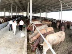 Cow breeding yields high income for farmers in Tiền Giang