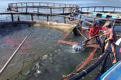 Farmers use advanced techniques to breed fish in cages