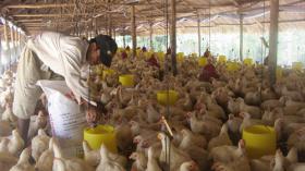 Price of poultry meat plummets