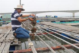 Bà Rịa – Vũng Tàu farmers breed Pacific oysters