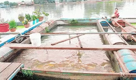 Young man succeeds in farming koi fish