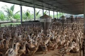 Duck farmers urged to meet biosafety standards