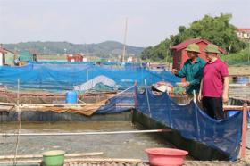 Oxygen depletion causes fish deaths in Bắc Ninh