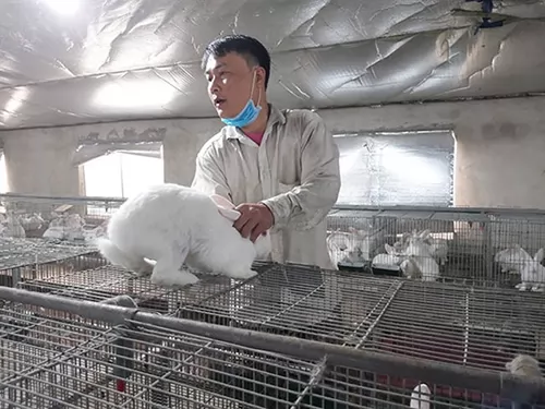 Tuyên Quang rabbit farmer profits from raising New Zealand breed