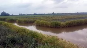 Farmers earn high incomes from pineapple, shrimp and rice cultivation on same field