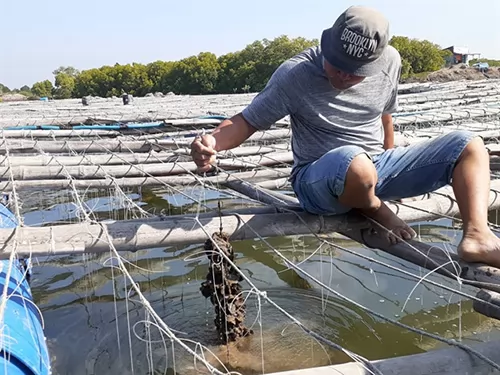 Bà Rịa - Vũng Tàu farmers expand breeding of Pacific oysters