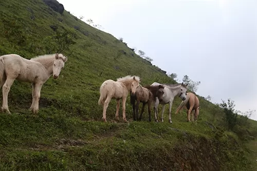 In the kingdom of Hữu Kiên white horses