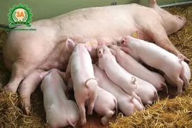 Việt Nam imports pigs from Thailand