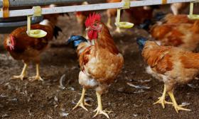 55,000 poultry culled as avian flu advances across Vietnam