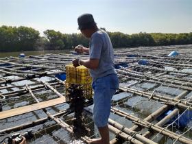 Farmers use environmentally friendly substrates to farm Pacific oysters