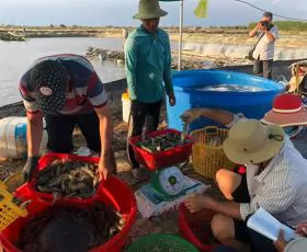 Bạc Liêu Province focuses on becoming shrimp production hub