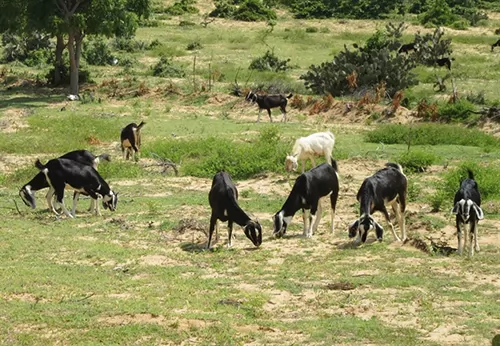 Ninh Thuận Province finds goat farming lucrative to expand