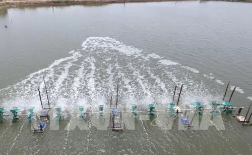 Trà Vinh expands lucrative high - tech shrimp farming