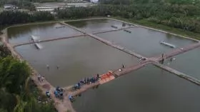 Bạc Liêu expands sustainable shrimp farming