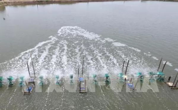 Trà Vinh expands lucrative high - tech shrimp farming