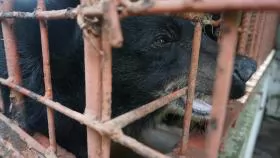 Tien Giang ends bear farming activities at private farms