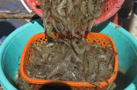 Đồng Tháp wants no white-leg shrimp farming in freshwater areas