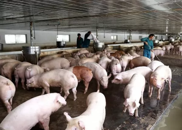 Farmers shouldn\'t expand pig herds: ministry