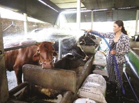 HCM City dairy farmers encouraged to breed oxen