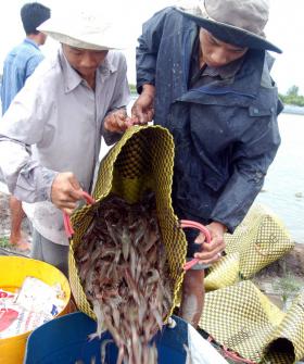 Shrimp farmers told to halt polluting practice