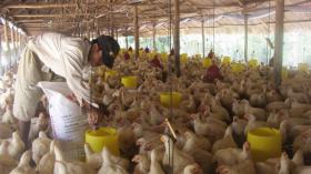 Poultry breeders suffer losses due to oversupply