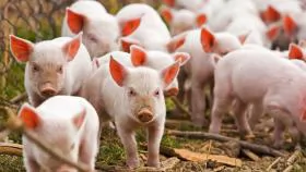 Vietnam to import live pigs to cut live hog prices at home