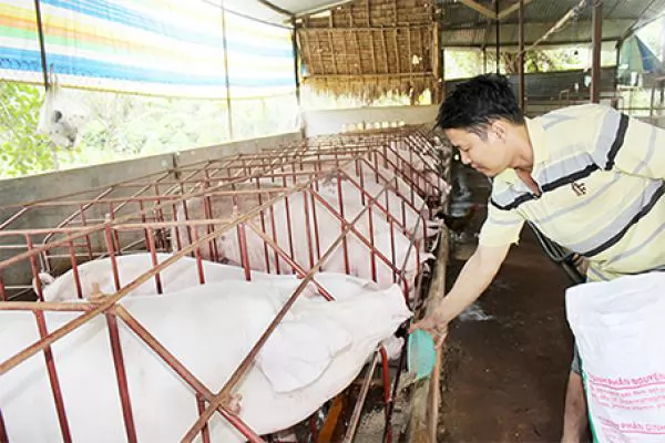 Đồng Nai begins to repopulate pig herds after Africa swine fever epidemic